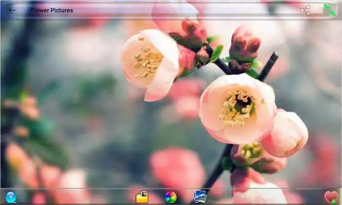 Play Flower Pictures