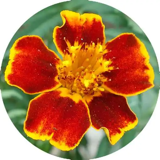 Free play online Flower Puzzle APK