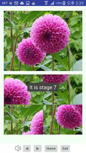 Play Flower Puzzle