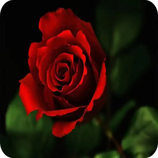 Play Flower Rose APK Play Flower Rose APK