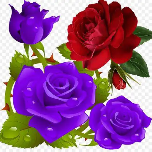 Play Flower Rose Live Wallpaper Gif APK Play Flower Rose Live Wallpaper Gif APK