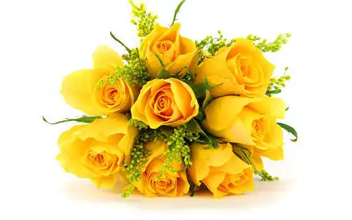 Play Flower Rose Live Wallpaper Gif  and enjoy Flower Rose Live Wallpaper Gif with UptoPlay
