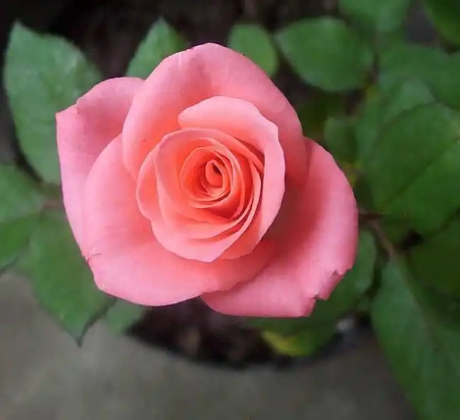 Play Flower Rose  and enjoy Flower Rose with UptoPlay