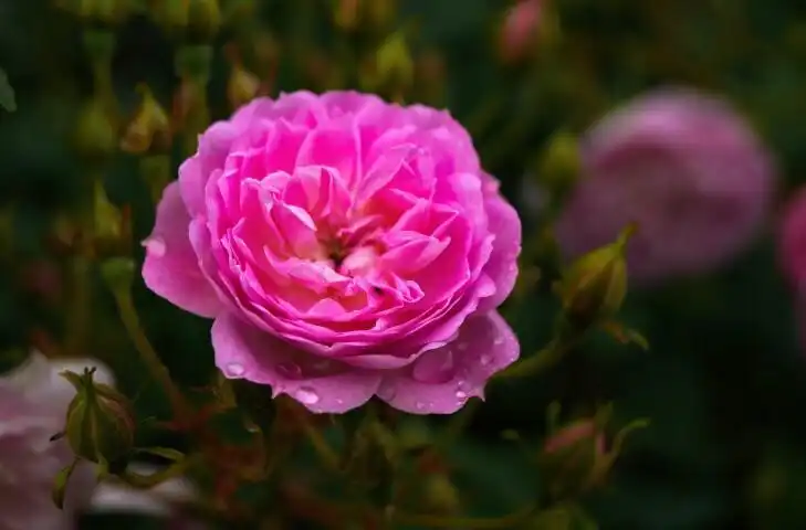 Play Flower Rose as an online game Flower Rose with UptoPlay