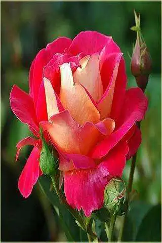 Play Flowers 7