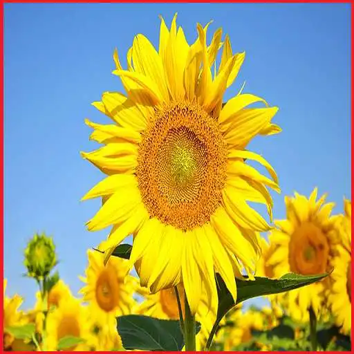 Run free android online Flowers and Insects APK Run free android online Flowers and Insects APK