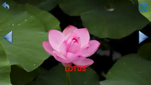 Play APK Flowers and Insects  and enjoy Flowers and Insects with UptoPlay com.madhavi.FlowersAndInsects