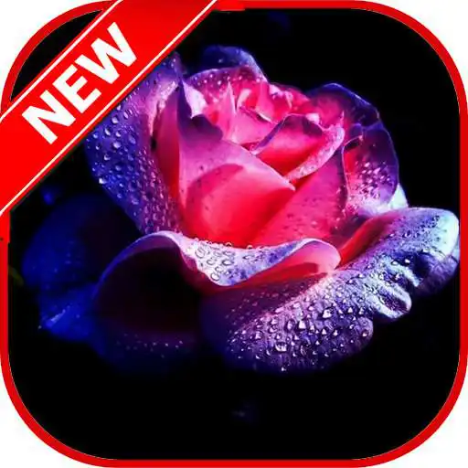 Play Flowers And Roses GIF HD APK