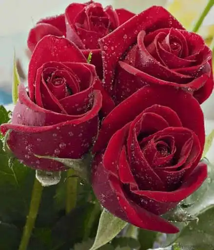 Play Flowers And Roses GIF HD as an online game online Flowers And Roses GIF HD with UptoPlay com.jeanapps.flowersandroses Play Flowers And Roses GIF HD as an online game Flowers And Roses GIF HD with UptoPlay