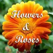 Free play online Flowers and Roses APK