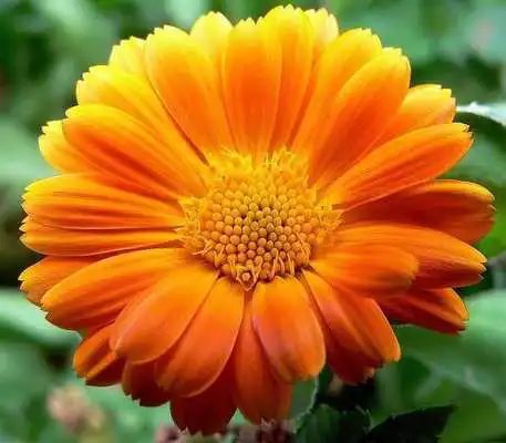 Play Flowers and Roses