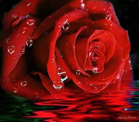 Play Flowers Animated Images