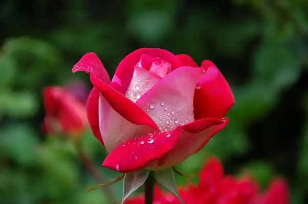 Play Flowers Animated Images