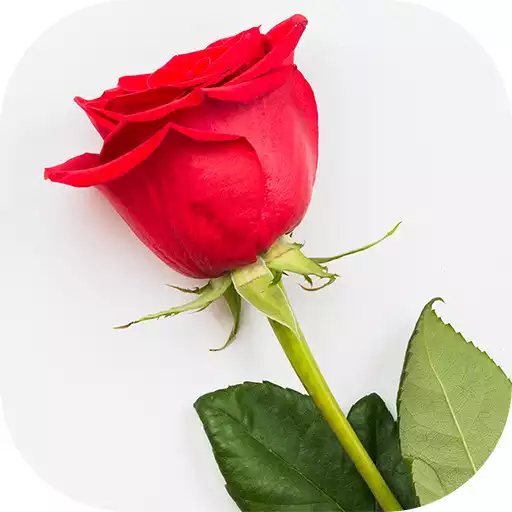 Play Flowers Animated Stickers WAStickerApps APK