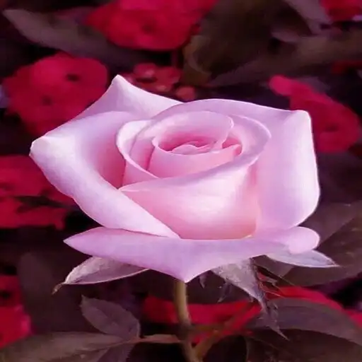 Play flowers beautiful pictures APK