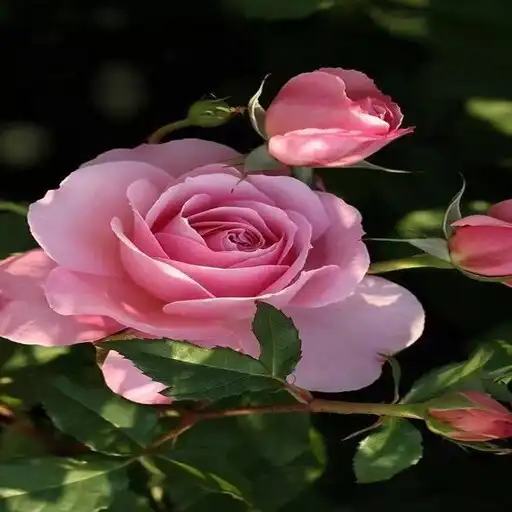 Play flowers beautiful pictures  and enjoy flowers beautiful pictures with UptoPlay
