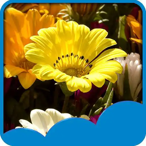 Free play online Flower Season Live Wallpapers  APK
