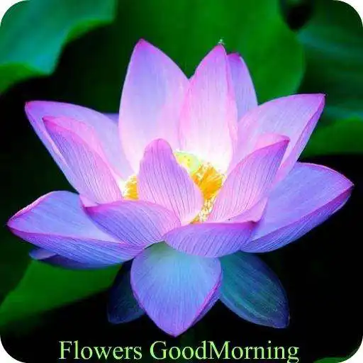 Play Flowers GoodMorning GoodNight APK