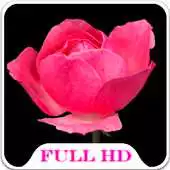 Free play online Flowers HD Live Wallpaper APK