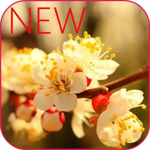 Play Flowers HD Video Wallpaper APK