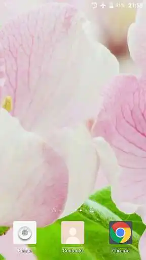 Play Flowers HD Video Wallpaper  and enjoy Flowers HD Video Wallpaper with UptoPlay