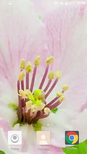 Play Flowers HD Video Wallpaper as an online game Flowers HD Video Wallpaper with UptoPlay