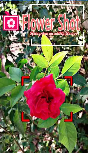 Play Flower Shot