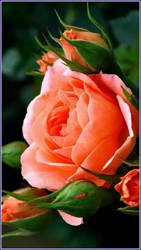 Play Flowers images Gif  and enjoy Flowers images Gif with UptoPlay