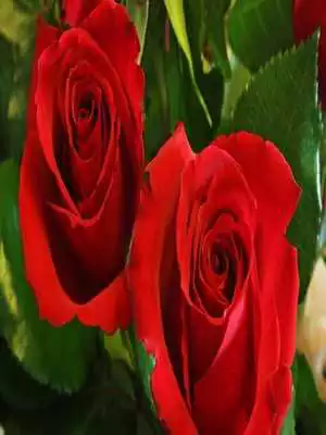 Play Flowers Live Animated Images gif