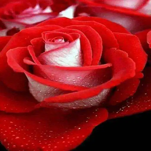 Play Flowers-Live Wallpaper B APK