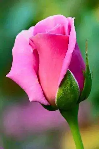 Play Flowers-Live Wallpaper B  and enjoy Flowers-Live Wallpaper B with UptoPlay