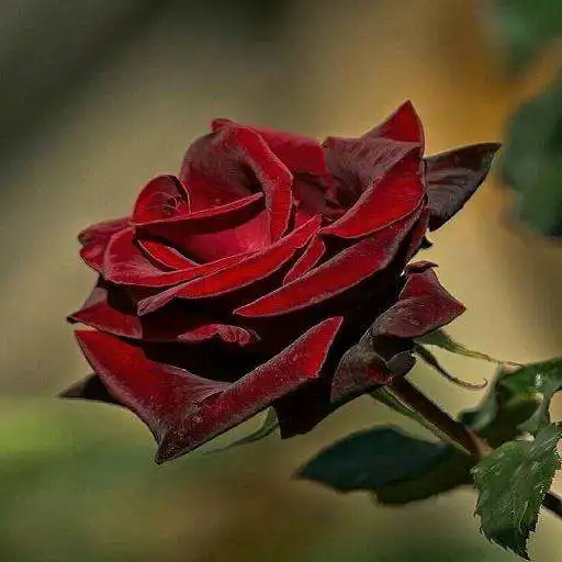 Play Flowers-Live Wallpaper D APK