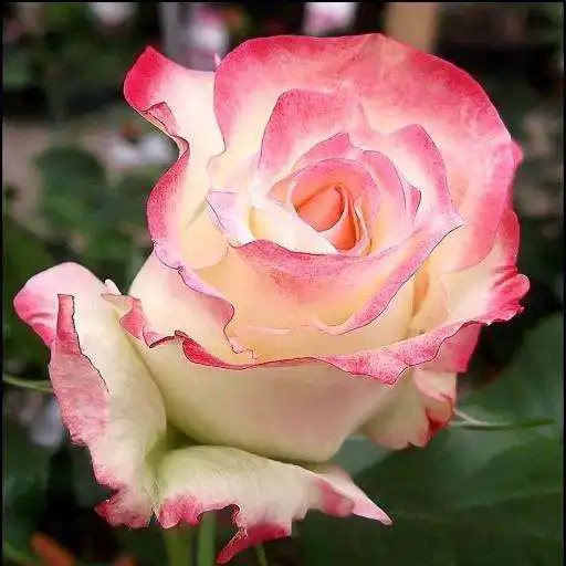 Play Flowers-Live Wallpaper F APK Play Flowers-Live Wallpaper F APK