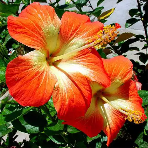 Free play online Flowers Live Wallpaper FREE APK Free play online Flowers Live Wallpaper FREE APK