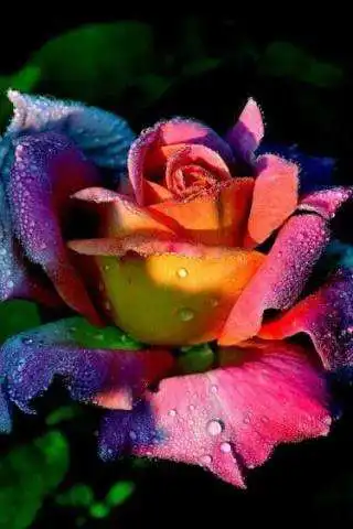 Play Flowers-Live Wallpaper F  and enjoy Flowers-Live Wallpaper F with UptoPlay