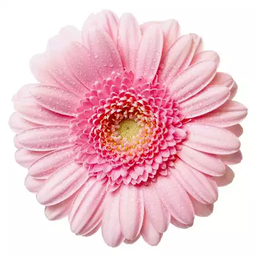 Free play online Flowers Live Wallpaper HD APK Free play online Flowers Live Wallpaper HD APK