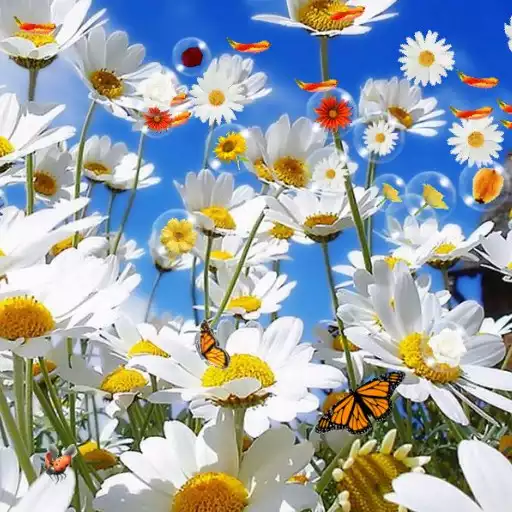 Free play online Flowers Live Wallpaper APK Free play online Flowers Live Wallpaper APK