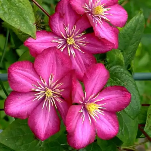 Play Flowers Live Wallpaper Pro APK Play Flowers Live Wallpaper Pro APK