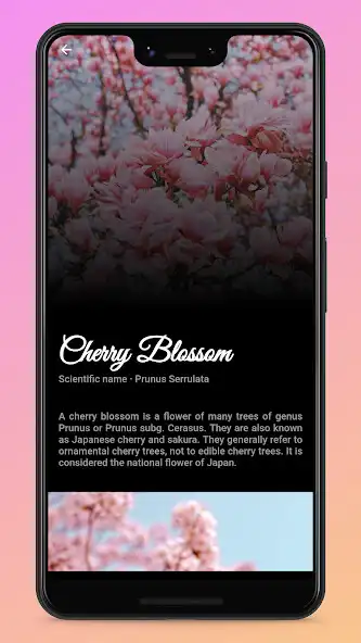 Play Flowerso as an online game Flowerso with UptoPlay