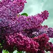 Free play online Flowers part 2 APK Free play online Flowers part 2 APK
