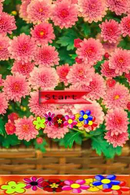 Play Flowers Photo