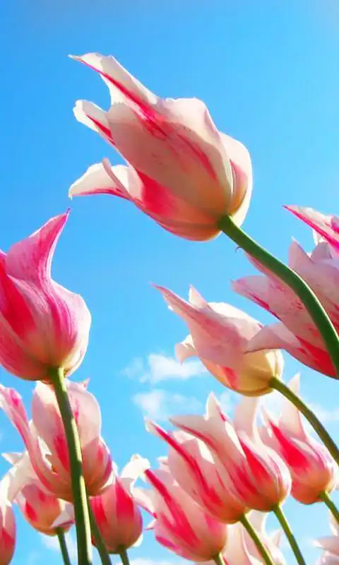 Play Flowers Spring LWP