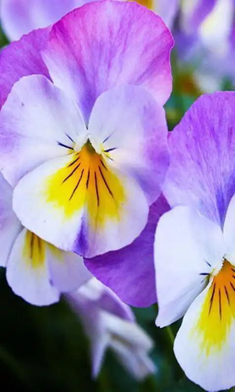 Play Flowers Spring LWP