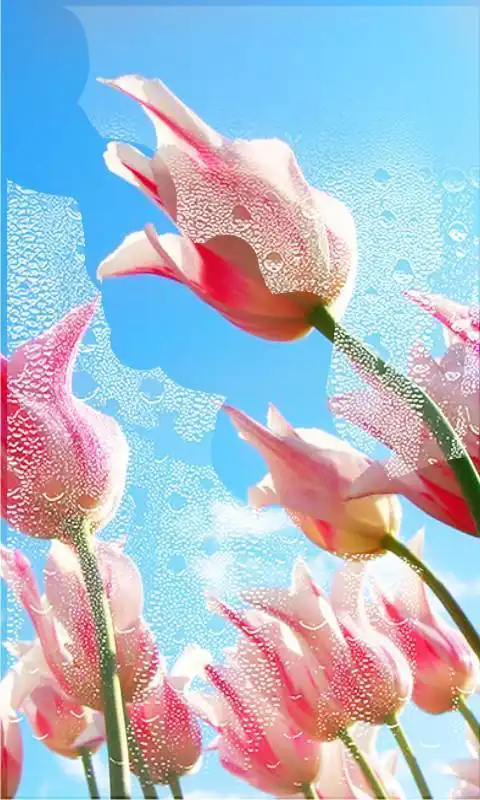 Play Flowers Spring LWP