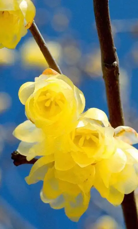 Play Flowers Spring LWP