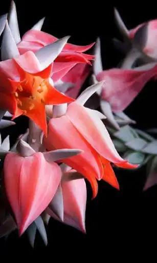 Play Flowers Themes for Android Wallpaper