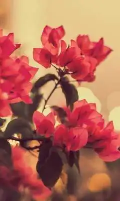 Play Flowers Themes for Android Wallpaper