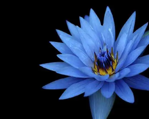 Play Flowers Themes for Android Wallpaper