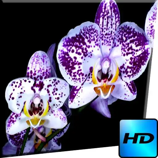 Free play online Flowers Video Wallpaper  APK