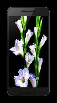 Play Flowers Video Wallpaper